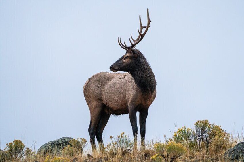 Private Wildlife Photography Tour In Yellowstone National Park