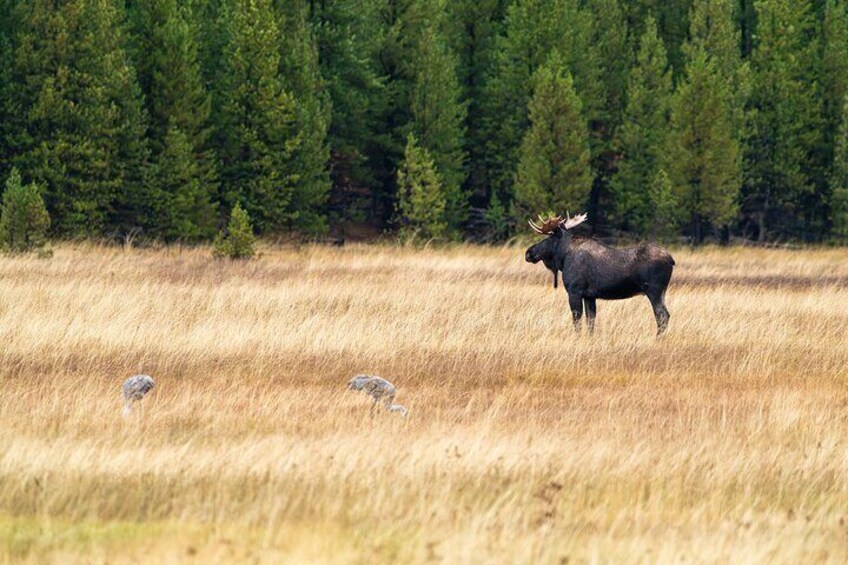 Private Wildlife Photography Tour In Yellowstone National Park