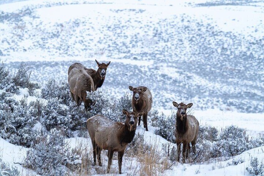 Private Wildlife Photography Tour In Yellowstone National Park