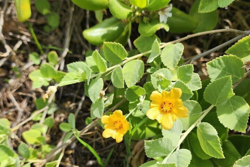 Craft Hawaiian Herbal Tinctures and Teas 2.5 Hour Workshop