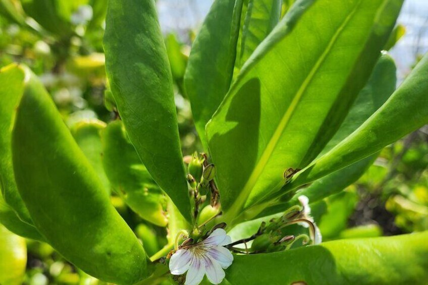 Craft Hawaiian Herbal Tinctures and Teas 2.5 Hour Workshop