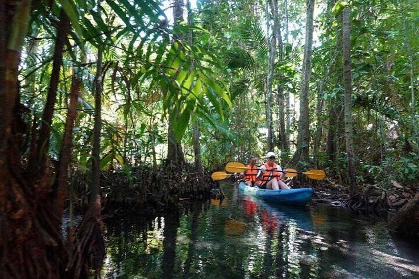 Dragon Crest Sunrise Hike and Klong Root Kayaking Private Tour