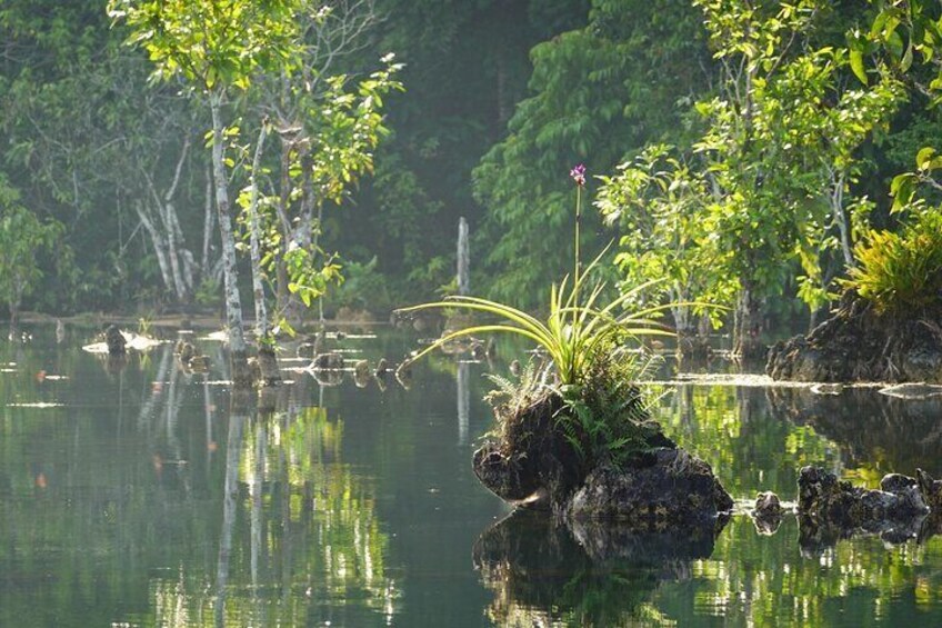 Dragon Chest Sunrise Hike and Klong Root Kayaking Private Tour