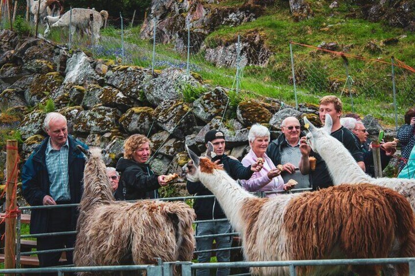 Meet the Locals Shared Tour in Hellesylt, Norway