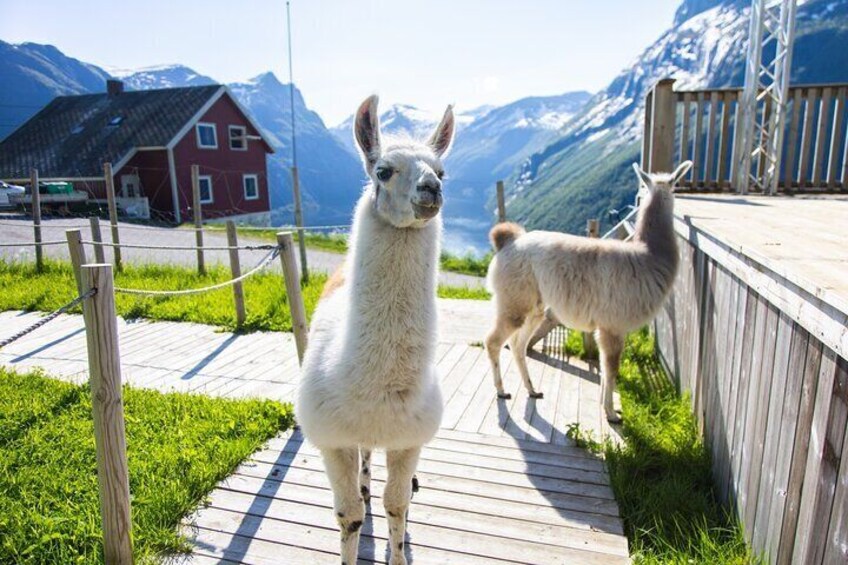 Ljøen Farm Tour in Hellesylt Norway