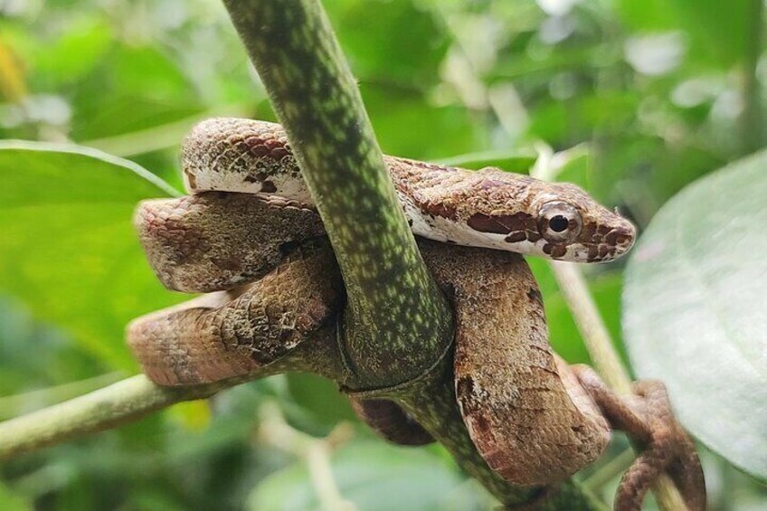 Cahuita National Park & Bribri chocolate & Waterfall visit.