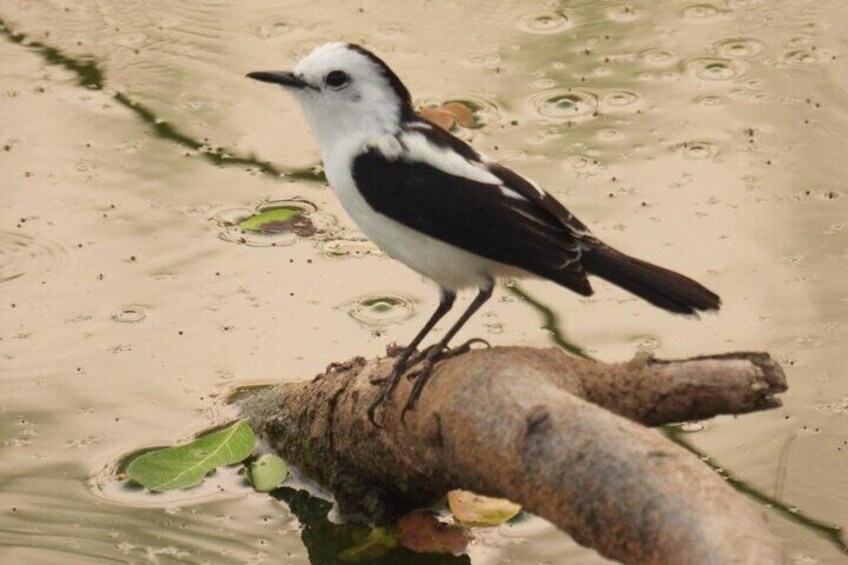 Jungle Tour and Bird Watching from Guatapé