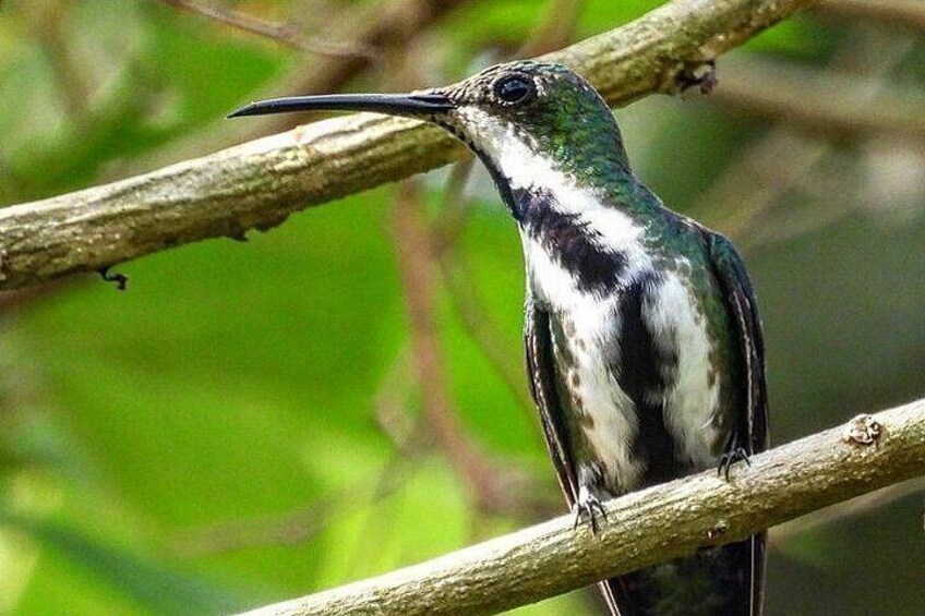 Jungle Tour and Bird Watching from Guatapé