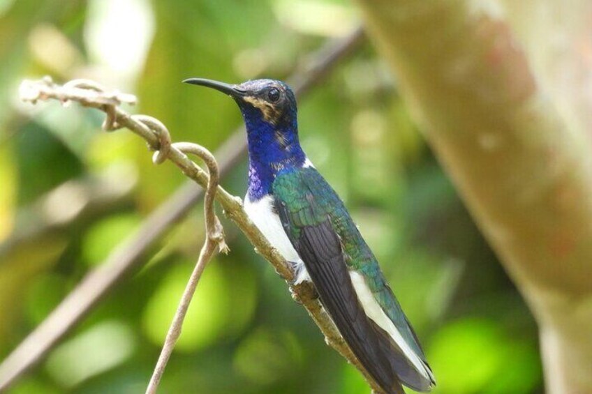 Jungle Tour and Bird Watching from Guatapé