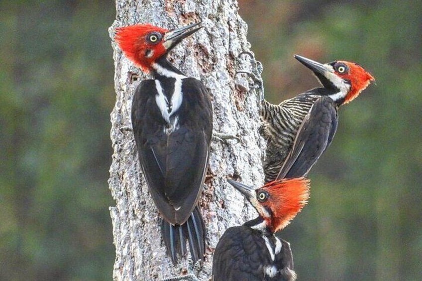 Jungle Tour and Bird Watching from Guatapé