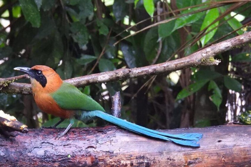 Jungle Tour Bird Watching and Local Fauna from Guatapé