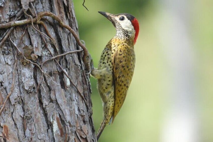 Jungle Tour and Bird Watching from Guatapé