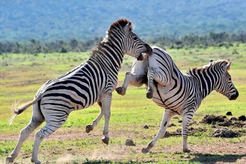 Great Addo Elephant Park Adventure Safari 