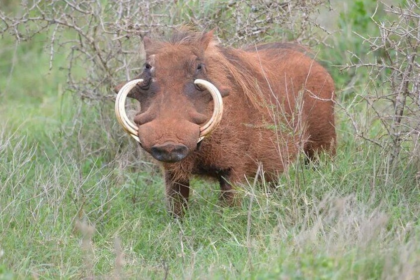 Great Addo Elephant Park Adventure Safari 