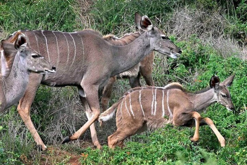 Kudu