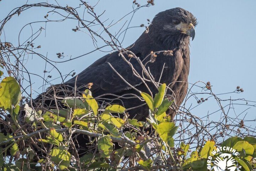 Bird watching - eco-cultural tour in Copala.