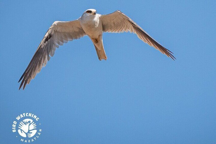 Bird watching - eco-cultural tour in Copala.