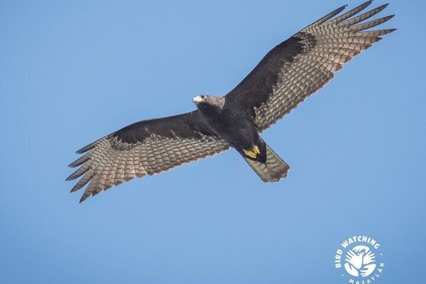 Bird watching - eco-cultural tour in Copala.