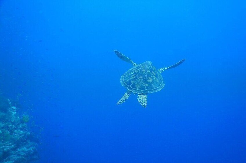 Bohol Balicasag Island Hopping with Dolphin Watching and Lunch