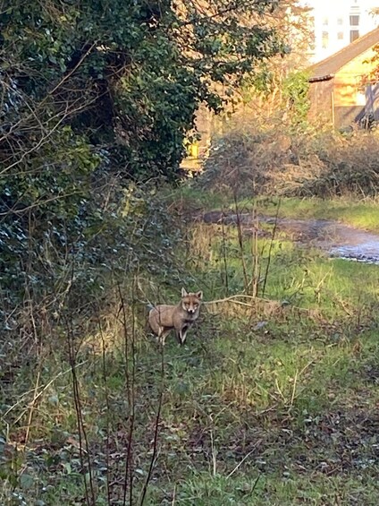 Picture 5 for Activity London: East London Country Parks Guided Walking Tour