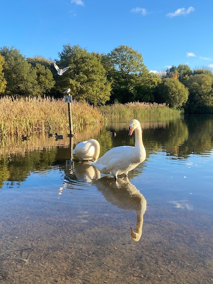 Picture 6 for Activity London: East London Country Parks Guided Walking Tour