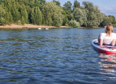 Mainz: Stand Up Paddling Tour on the Rhine River