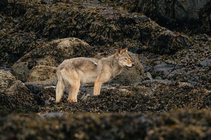 Coastal wolf at low tide