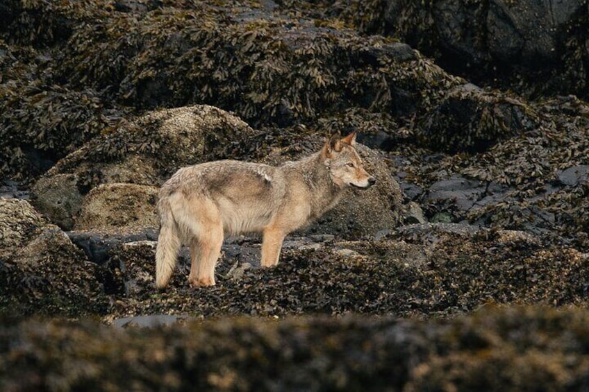Coastal wolf at low tide