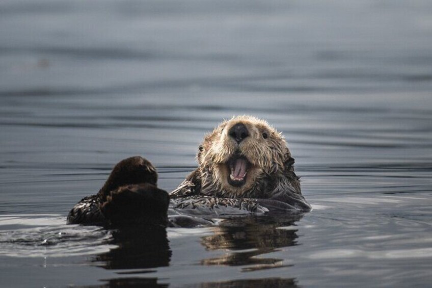 Sea otter viewing