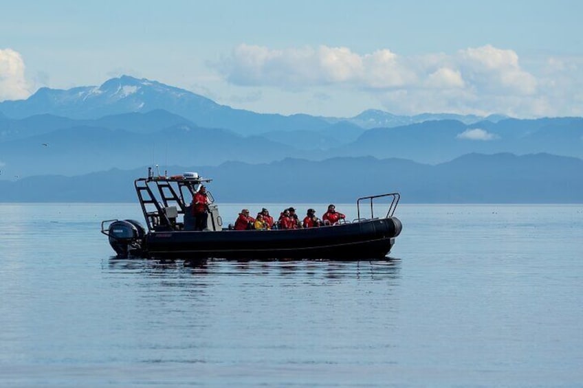 Wildlife and whale watching boat