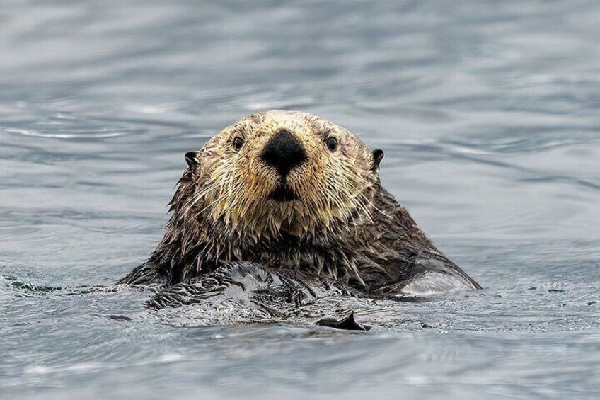 Sea otter viewing