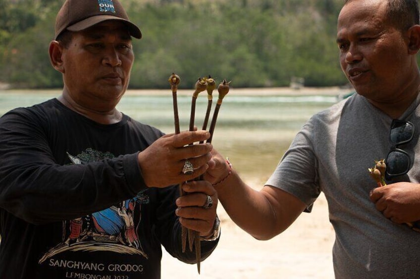 Mangrove Reforestation around the Nusa Islands