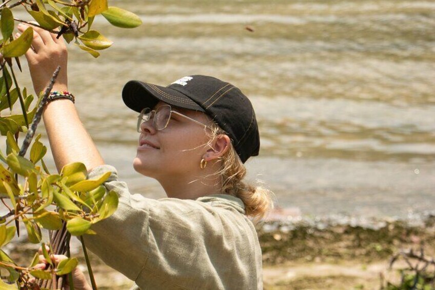 Mangrove Reforestation around the Nusa Islands