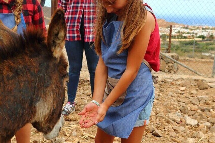 Feeding a donkey