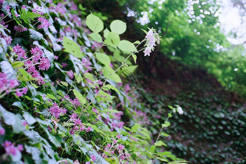 Picture 4 for Activity Kamakura: 5-Hour Nature and History Walking Tour