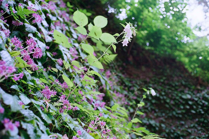 Picture 4 for Activity Kamakura: 5-Hour Nature and History Walking Tour