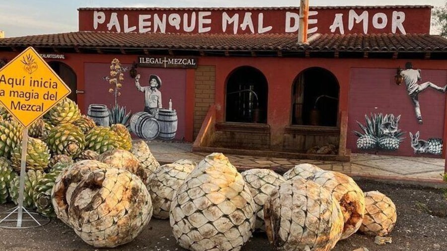 Start of mezcal production process