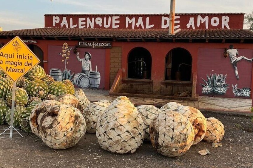 Start of mezcal production process