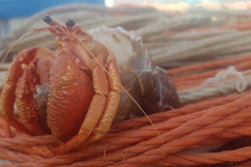 Fishing excursion in the Gulf of Noto