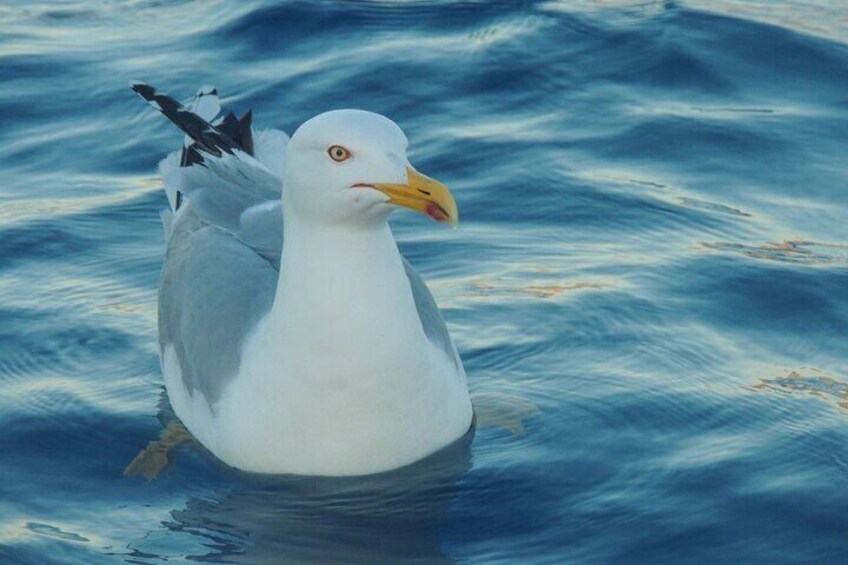 Fishing excursion in the Gulf of Noto