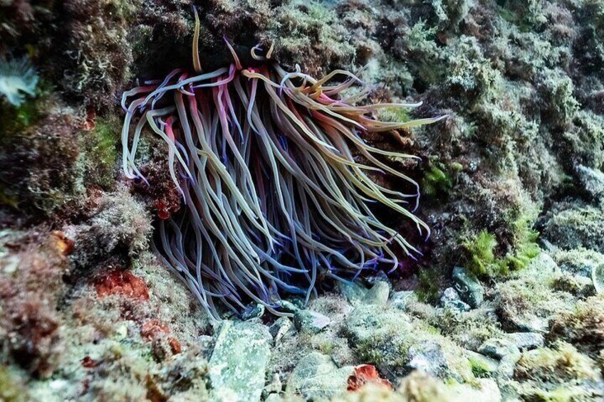 Snorkeling in the marine protected area of Bergeggi island