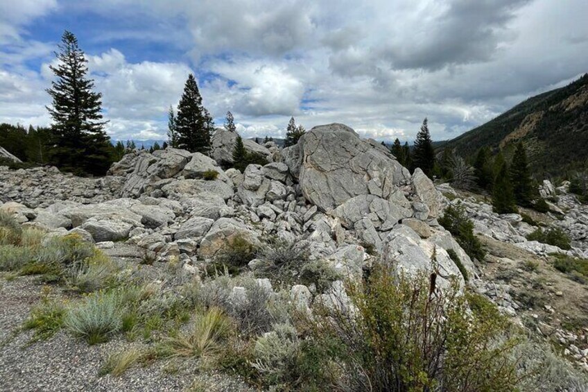 Private Yellowstone Wildlife and Photo Tours from Fishing Bridge 