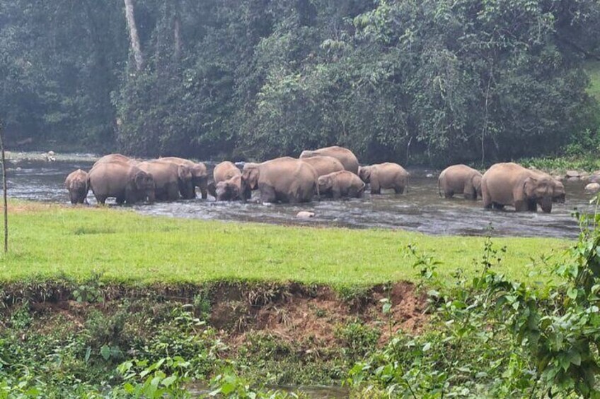 Private Jeep Safari Visiting Wild Elephant at Anakulam 