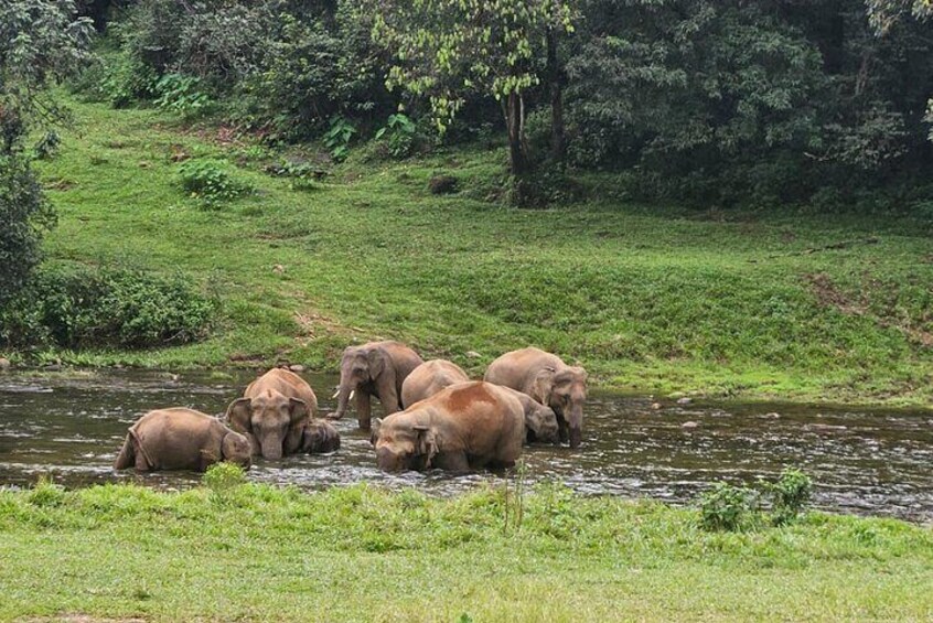 Anakkulam Wild Elephant Visiting(Jeep tour)