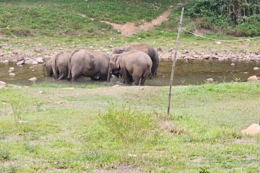 Private Jeep Safari Visiting Wild Elephant at Anakulam 