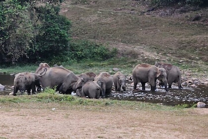 Anakkulam Wild Elephant Visiting(Jeep tour)