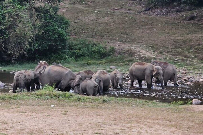 Private Jeep Safari Visiting Wild Elephant at Anakulam 