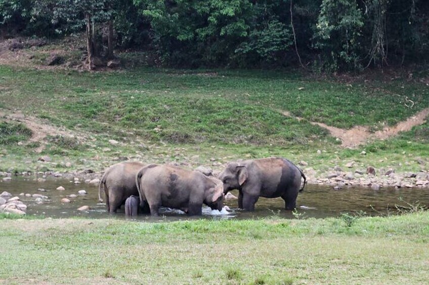 Private Jeep Safari Visiting Wild Elephant at Anakulam 