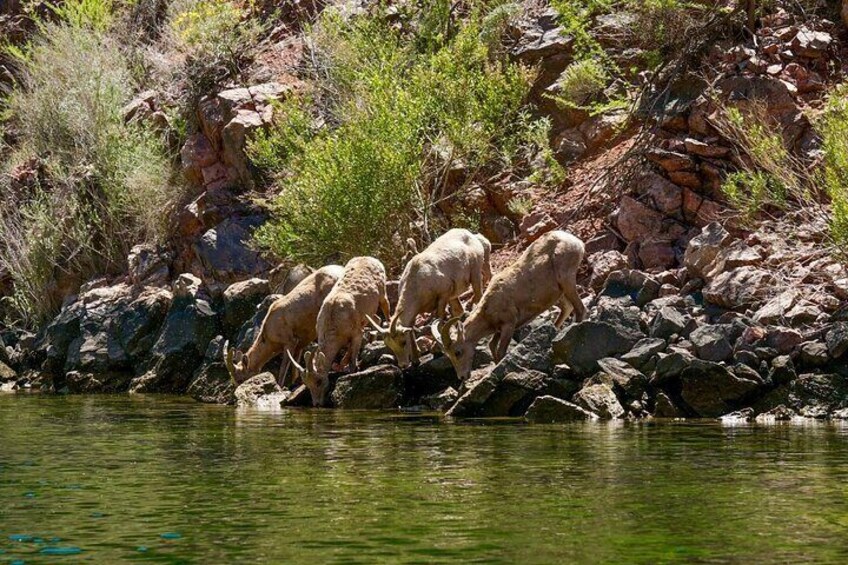 Bighorn sheep drink from the river. 