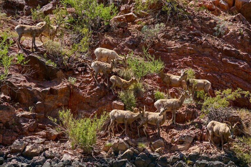 Bighorn sheep stands on the cliff's edge. 